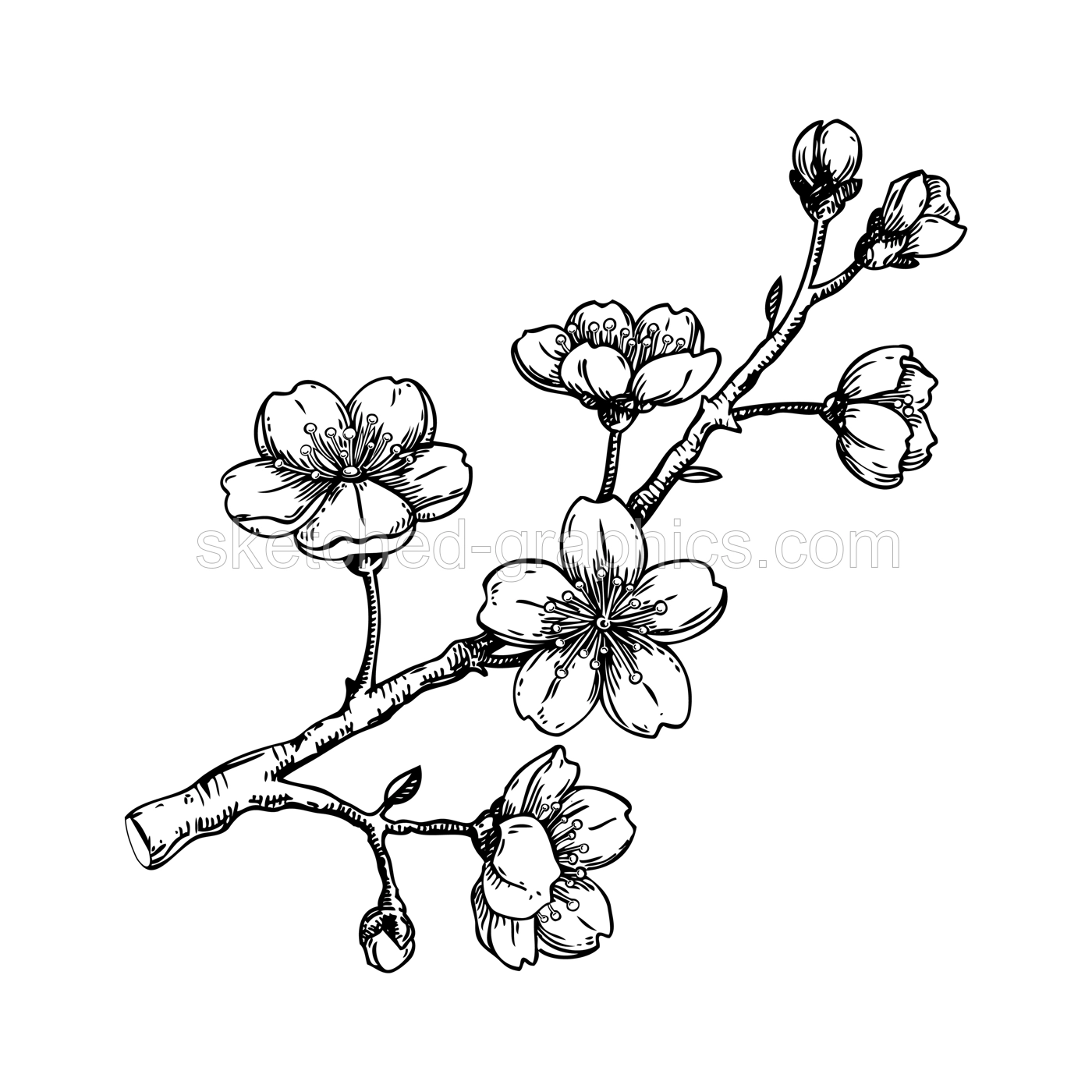 Sakura flower sketch. Cherry blossom vector illustration. Blooming tree branch drawing. Hand-drawn spring design element. NOT AI generated Illustration